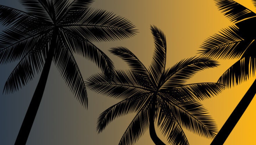 Palm Trees against the sunset