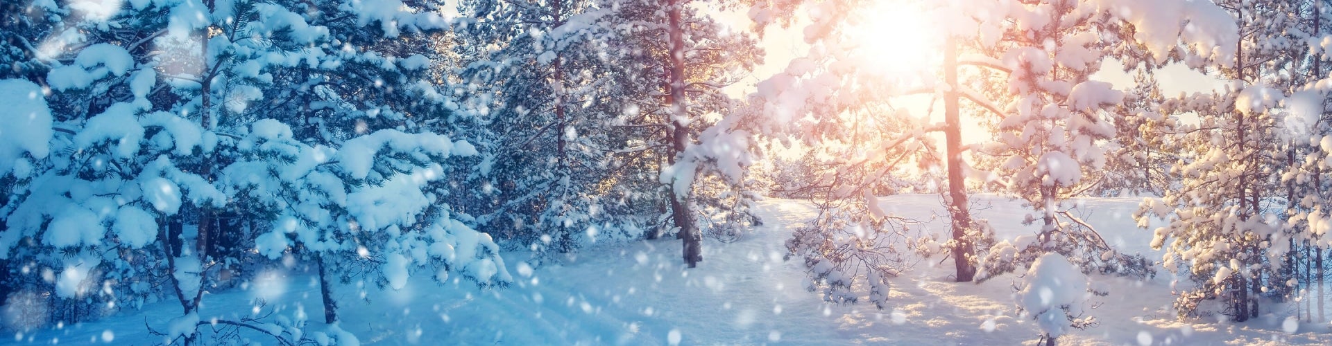 Snowy forest